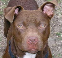 Bear - Pit Bull Terrier